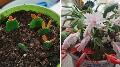 冬天這3種花，現在就扡插，插土裡生根很快，成活率高，來年花開一茬接一茬