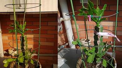 「蟹爪蘭」盆裡插上「5根」竹子，葉片不再發軟，新葉蹭蹭冒，花開到爆！