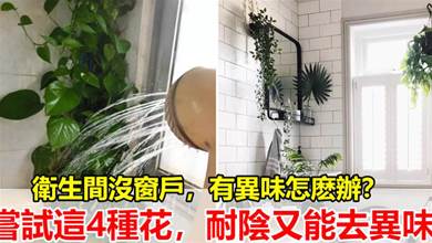 衛生間沒窗戶異味大？ 4種「健康花」，養在衛生間，好看又除臭，異味吸光光