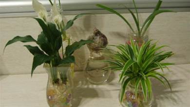 室內適合用水養的18種植物，不用土栽更潔淨，方便打理又美觀