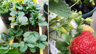 冬天如何在家種植草莓？做到2步，開花很多、碩果累累、漂亮美味