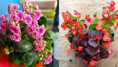 這6種花開花勤，被稱為「開花機器」，陽臺擺放幾盆，常年有花賞
