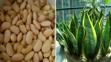 10粒豆子扔在虎皮蘭盆裡，葉片7天變肥壯，一個月爆小芽，不爛根不黃葉