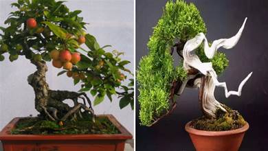 3種特別吉祥的盆栽，旺財健康運氣好！不會養也要學著養