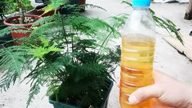 文竹最愛喝這種水，喂一次就不黃葉，越長越旺盛，半年狂長2米高
