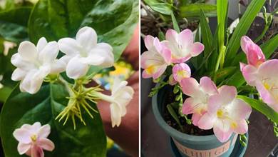 這3種花開花香噴噴，擺家裡能淨化空氣，花期長又好養，滿屋飄香，讓人更舒服