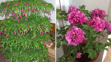 5種「洋氣花」，又稀有又漂亮，顏色五彩繽紛，一般人都沒見過