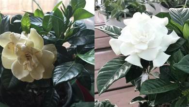室內盆栽梔子花「養護全指南」，教你解決葉子發黃發黑，每年都開花