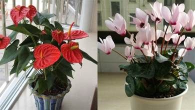 室內陽臺養花，這6種「開花機器」最適合，耐半陰好養活，漂亮又吉祥