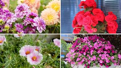 8種「漂亮花」，早種早開花，抓住春季好時光及時栽種，賞花時間更長久