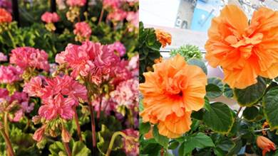5種曬不死的花，一年四季愛開花，漂亮又旺盛，便宜又好養
