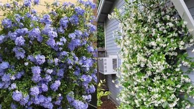 家有小院，就用這5種植物打造「花墻」，簡單易養護，從春美到秋，宛如仙境
