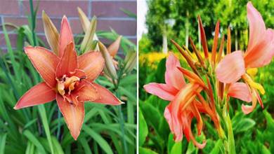 庭院養「3種花」，耐寒耐熱耐曬，顏色豐富，年年開花美極了