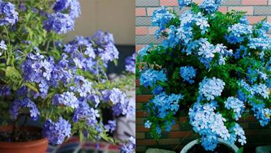 四月養藍雪花，「三個動作」虐一虐，冠幅大一圈，獨苗也能綻放層疊群花