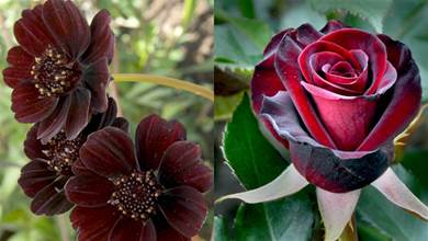9種稀有的「黑色花朵」，神秘又誘人，養一盆欣賞別樣的美