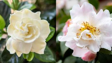 30種適合庭院種植的「白色」花卉植物，清新淡雅，比多彩的花更動人