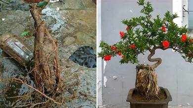 石榴根系難「附石」，用個塑料瓶來養養根，是老花匠稱贊的技法