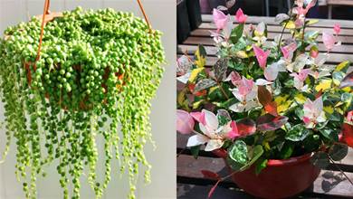 7款「垂吊植物」，比吊蘭漂亮，而且很好養，掛在陽臺美成「花瀑布」