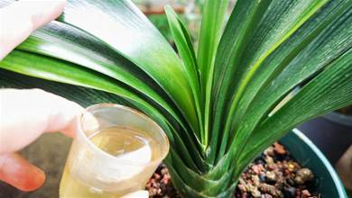 君子蘭愛喝「這種水」，每10天喂它一次，一年能長3對葉！