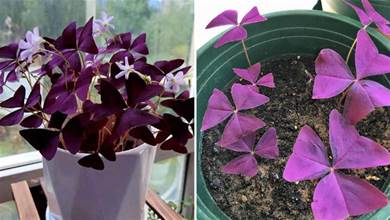 養「紫葉酢漿草」，種球丟盆里不用管，一年四季都開花，葉多又美