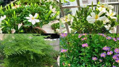 4種「盆景花」香味足，室內養一盆，好看好養，養幾十年不厭煩