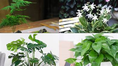 家裡光線不好就養這8種植物，照樣生長開花，貴氣漂亮