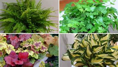 6種「健康花」，養在衛生間好看又除臭，異味全吸光