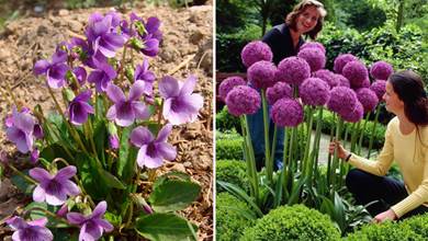 24種紫色花草，高貴而優雅，神秘而浪漫，比綠蘿吊蘭好看多了