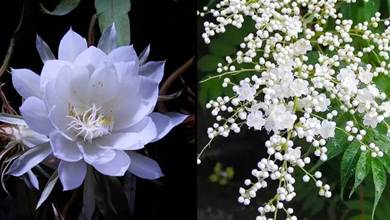 22種白色花草，潔白如雪，仙氣飄飄，淡雅的美同樣很迷人