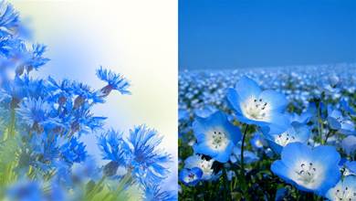 一次看個夠！六十六種藍色的花，清亮純凈，蔚藍如洗，一起感受別樣的美吧