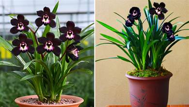 黑色的蘭花你見過嗎？它被成為蘭花界的「黑魔法」，花色神秘，甜香四溢，美到讓人窒息