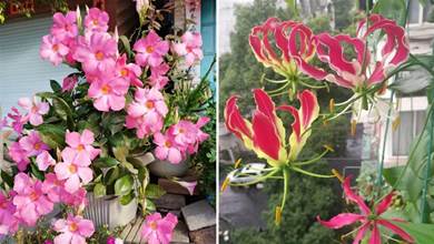 適合夏天養的20種「漂亮花」，不怕曬不怕熱，太陽越大花越開，溫度越高長越快