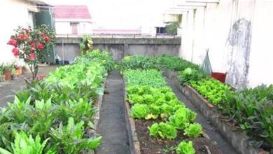 怎樣在屋頂、露臺種菜？「3招」照做，變成小菜園，不愁沒有菜吃