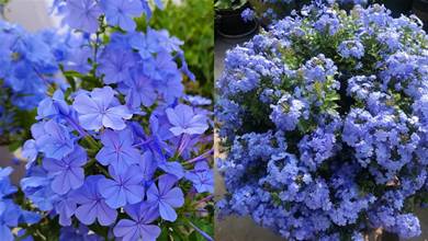 養好藍雪花，少不了3步，筍芽更多，花苞更多，開出驚艷「小花園」