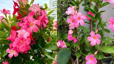 飄香藤是夏季里的「開花機器」，掌握4個要點，四季開花都不難