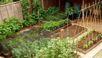 12種懶人蔬菜，種1次連續采收5年以上，庭院變成觀光園！
