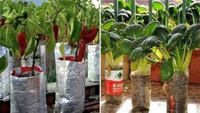 塑料袋子、廢油桶都可以「種菜」，辣椒小白菜樣樣都豐產，吃不完