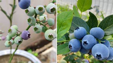 陽臺種藍莓，簡單2招，結出一片藍色「清涼果」，又大又多又漂亮，美翻