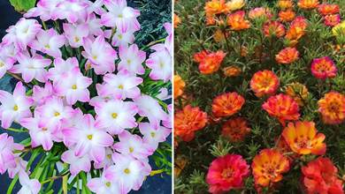 5種漂亮花，開花「太潑辣」，夏天扔外面，一淋雨，就爆花