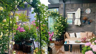 朋友遵循3個原則，把樓頂露臺打造成「小花園」，四季開花，太浪漫了