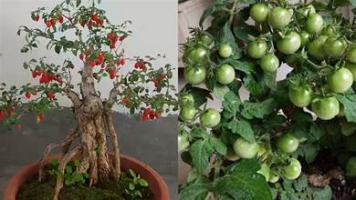 陽臺種「3盆水果」，枝葉繁茂，好養漂亮果子多，想吃就摘