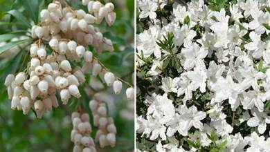 7種白色花卉，有的潔白如雪，有的淡雅迷人，有的開成「純白色花海」