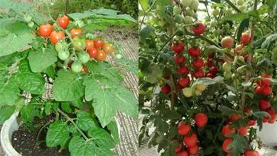 在家種小番茄，好吃又好玩，這樣種，管理簡單掛果多