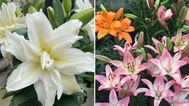 百合花的4個「養護技巧」，花型美花朵多，今年開了明年又開
