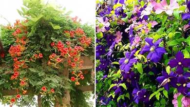 8種爬藤花，美上天際，家里隨便養兩種，長成天然花瀑布