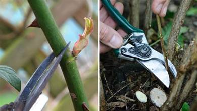 資深園藝專家教你8個必學植物「修剪技巧」，再也別說不會修剪啦！