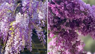 18種藍紫色系的「仙氣花」，優雅貴氣，盡顯浪漫格調，太美了
