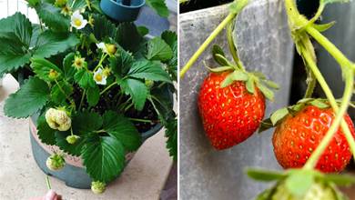 陽臺夏天養草莓，有2個重點，順利度夏越養越多，果子紅艷艷超漂亮