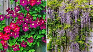 6種花墻的打造方法，讓你的花園連墻面都美美的，宛如置身「仙境」