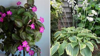 衛生間光照弱，就養這3種「耐陰植物」，不僅吸臭氣，還能開出漂亮花